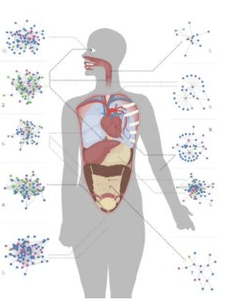 Towards and other parasites of the human body